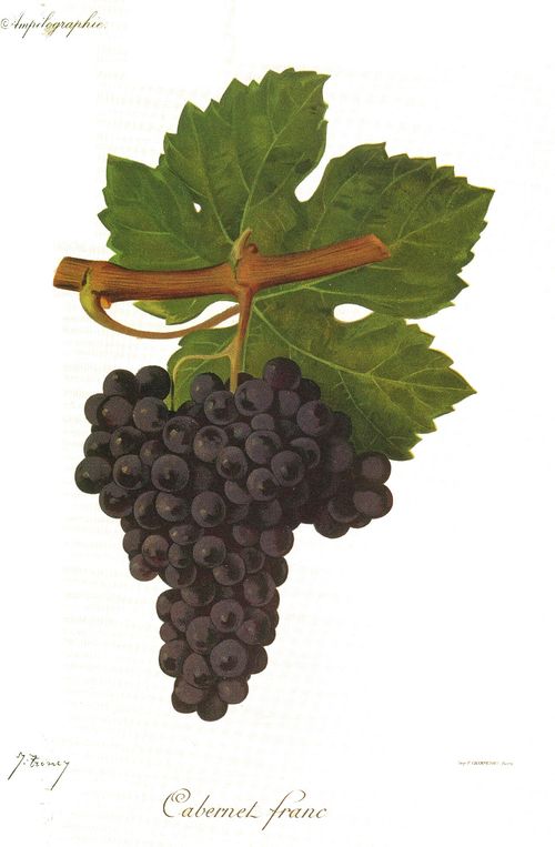 Grappes de cabernet franc