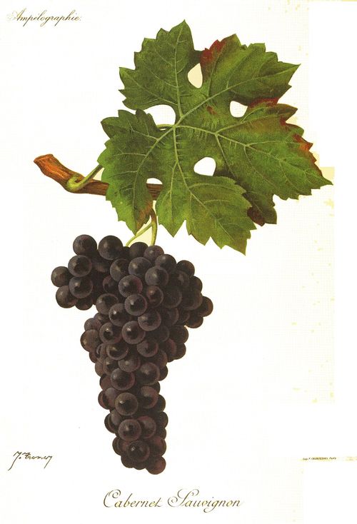 Grappes de cabernet sauvignon
