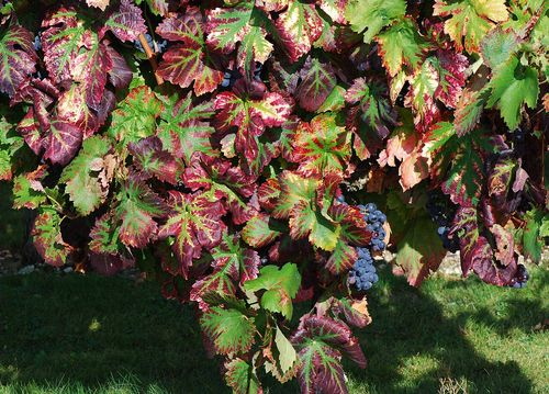 Grappes de carignan
