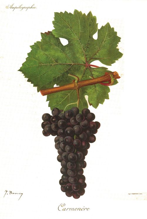 Grappes de carménère