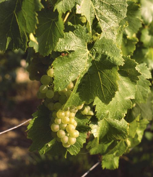 Grappes de chardonnay