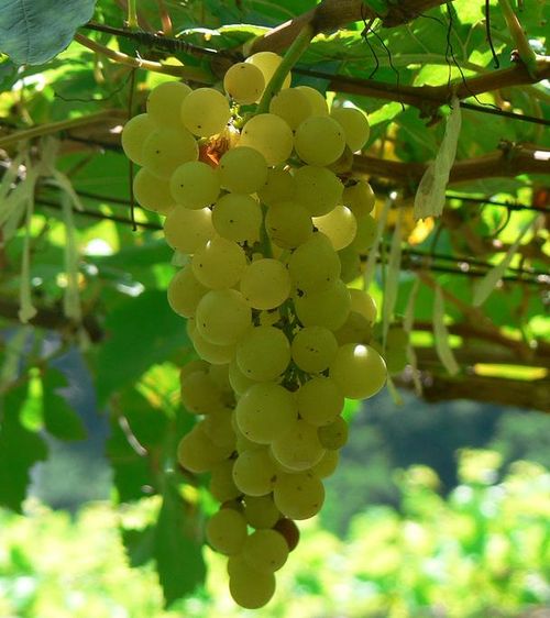 Grappes de chenin blanc