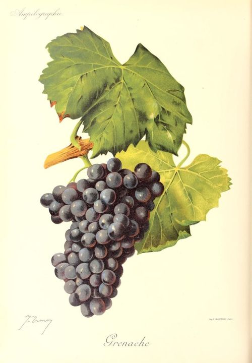 Grappes de grenache