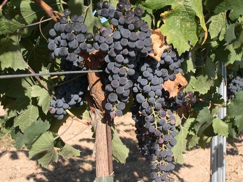 Grappes de merlot