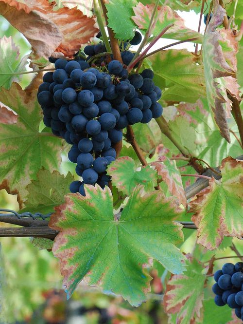 Grappes de mourvèdre