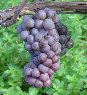Grappes de pinot gris