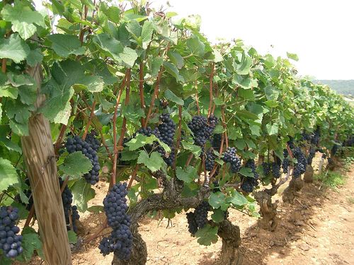 Grappes de pinot noir