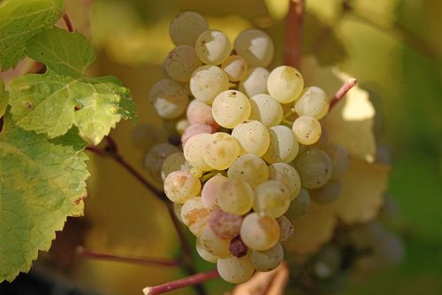 Grappes de riesling
