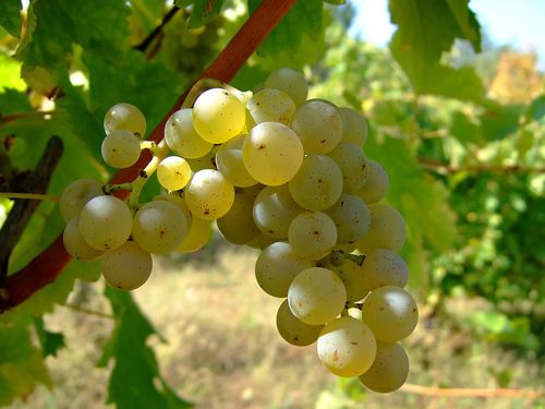 Grappes de sauvignon blanc