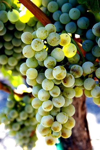Grappes de sémillon