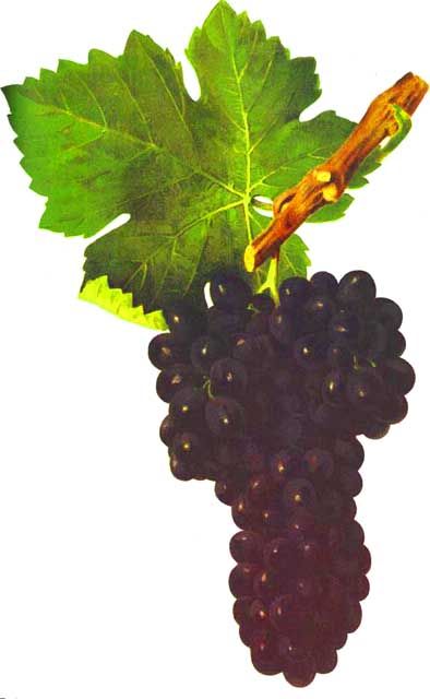 Grappes de syrah