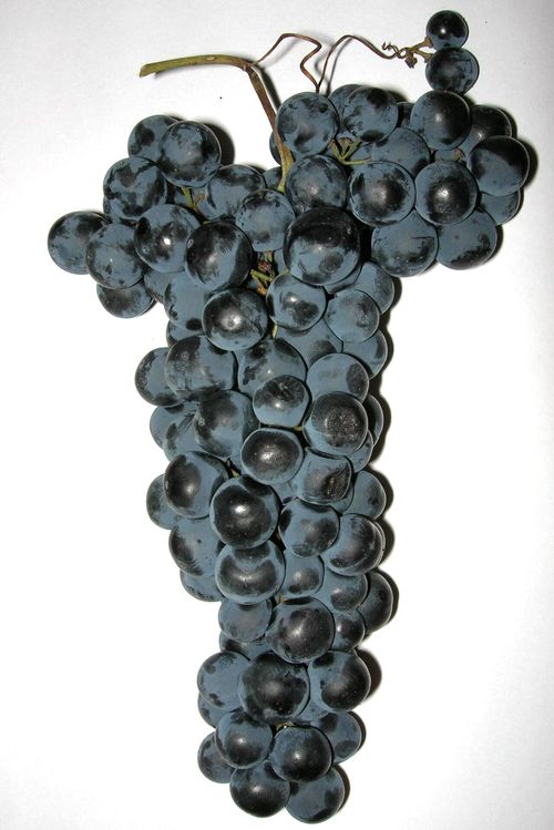 Grappes de tempranillo