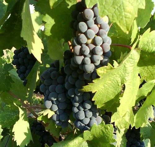 Grappes de zinfandel