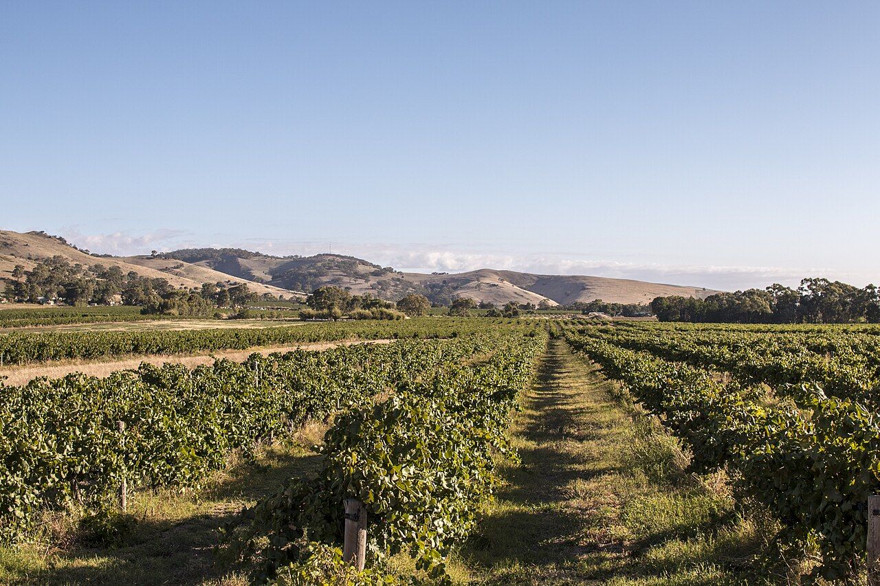 Vignes, Barossa Valley