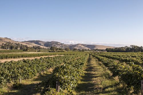 Vignes, Barossa Valley