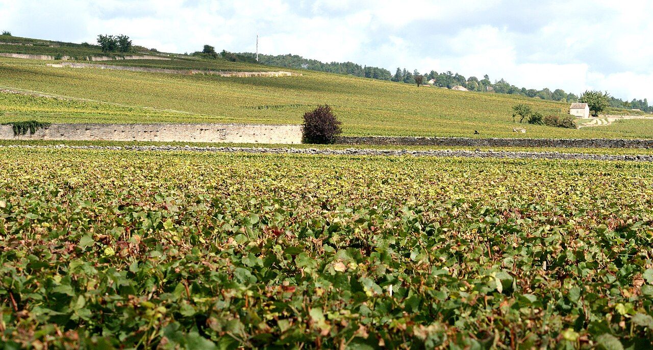 Burgundy (Côte d'Or) vineyards