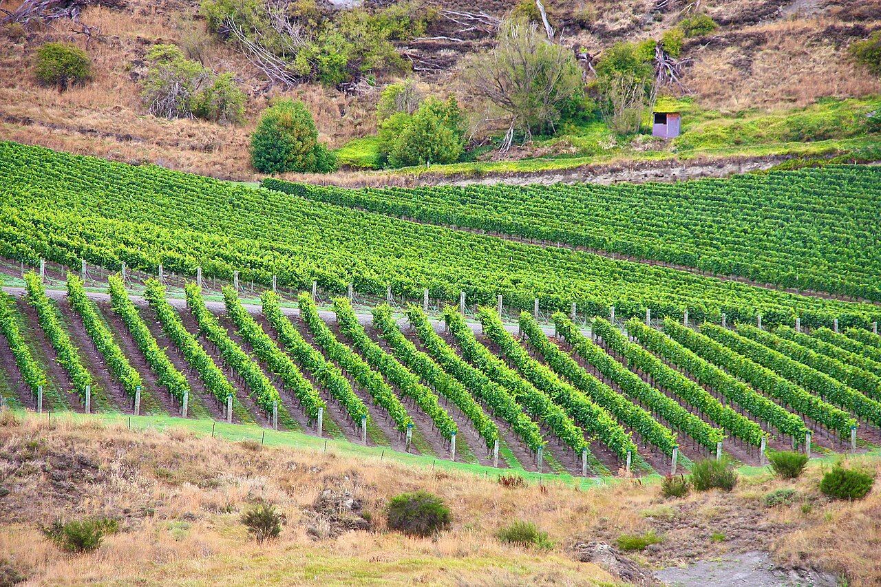 Vignes, Central Otago