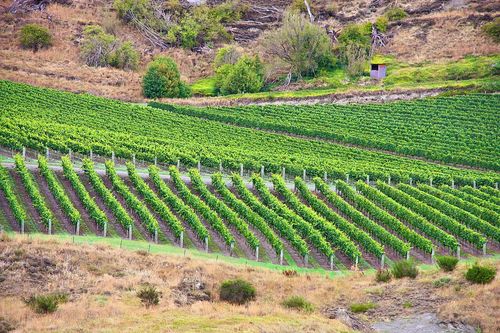 Vignes, Central Otago