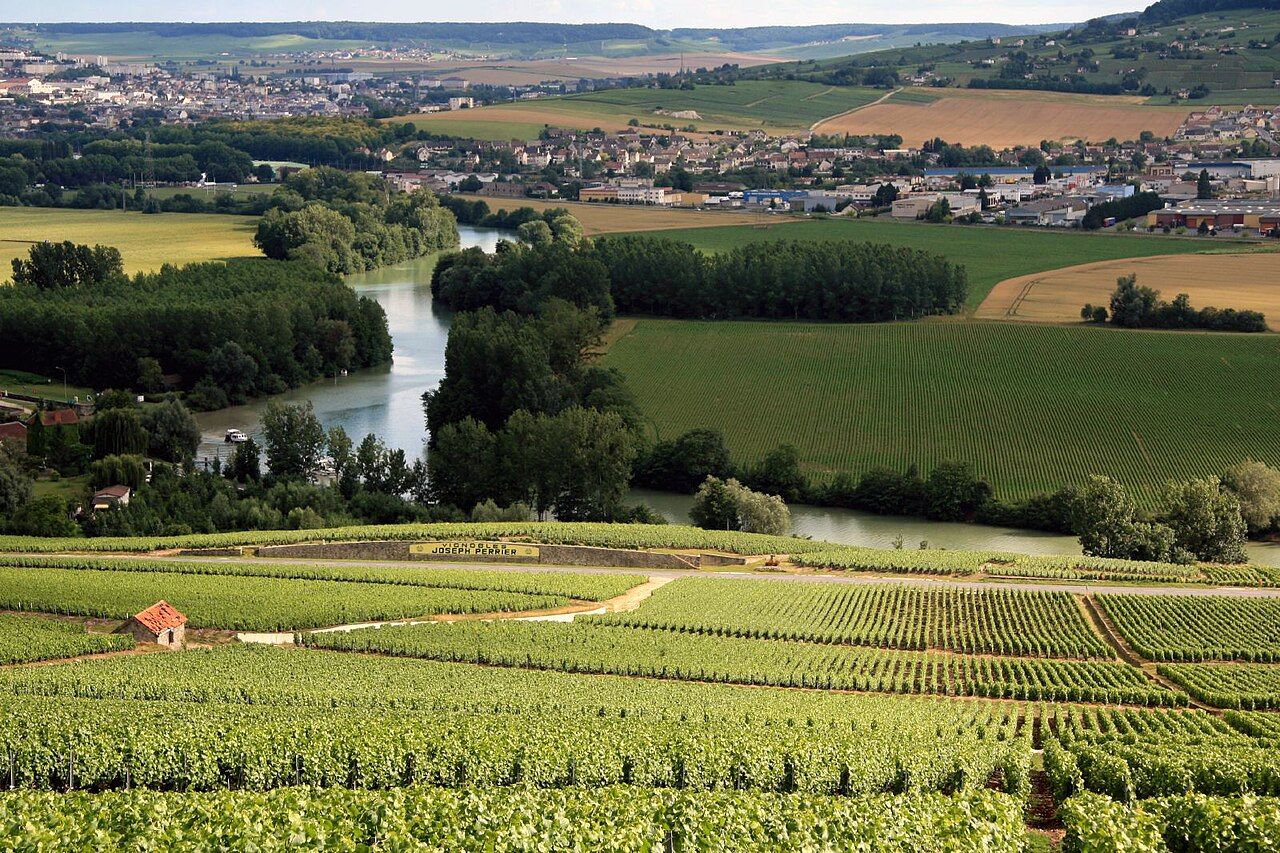 Vignes, Champagne