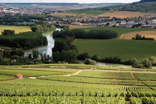Vignes, Champagne