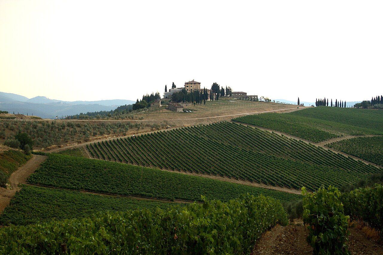 Vignes, Chianti Classico