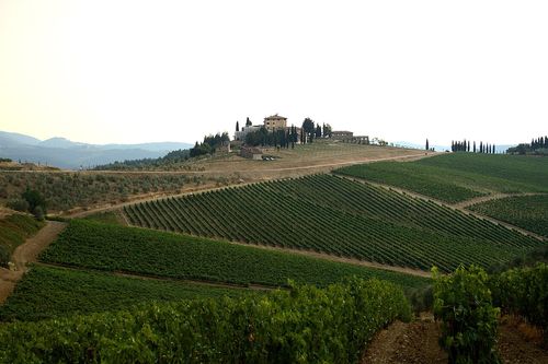 Vignes, Chianti Classico