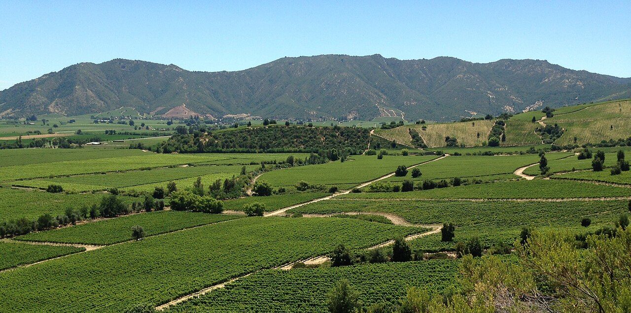 Vignes, Vallée de Colchagua