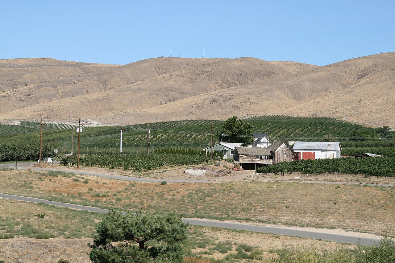 Vignes, Columbia Valley