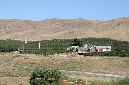 Vignes, Columbia Valley