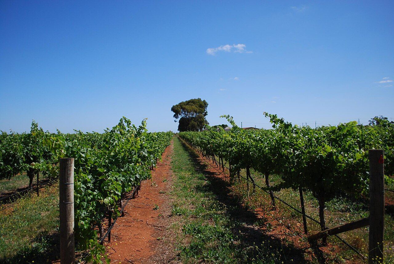Vignes, Coonawarra