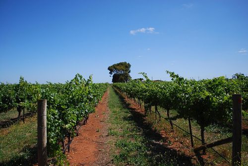 Vignes, Coonawarra