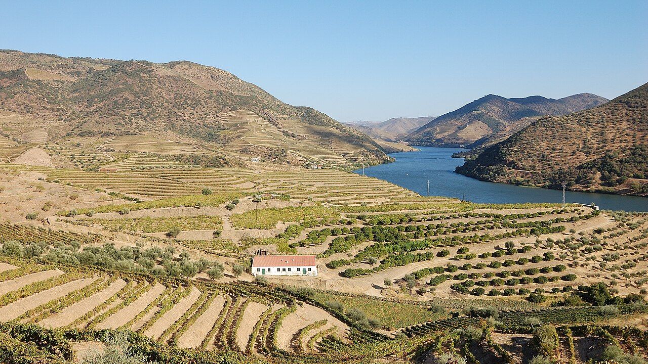 Vignes, Vallée du Douro