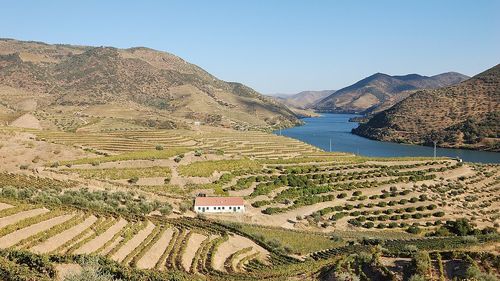 Vignes, Vallée du Douro