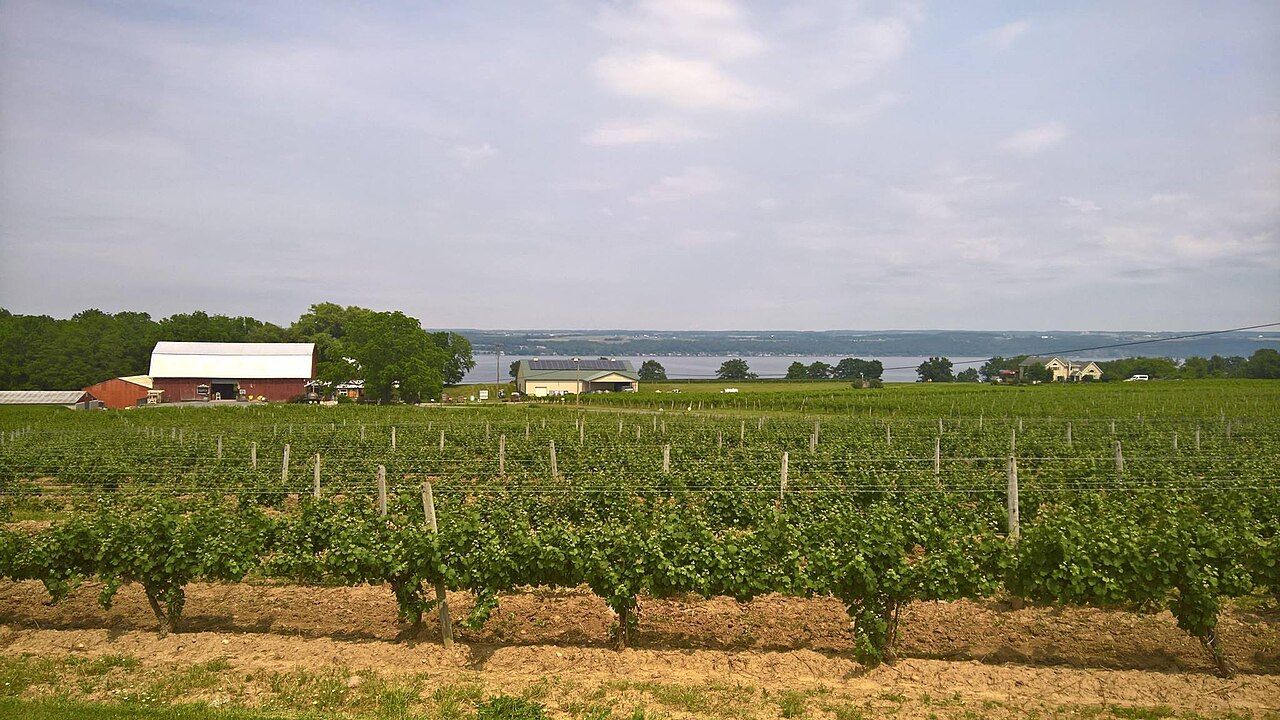 Vignes, Finger Lakes