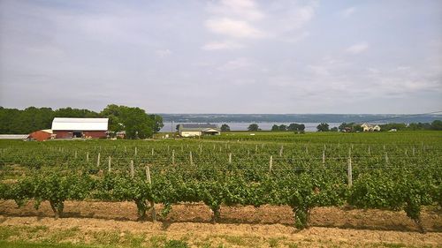 Vignes, Finger Lakes