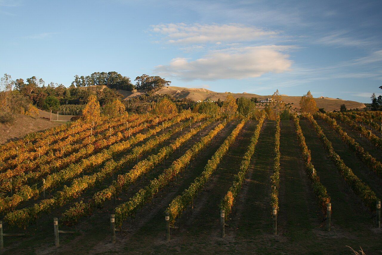 Vignes, Hawke’s Bay