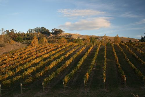 Vignes, Hawke’s Bay