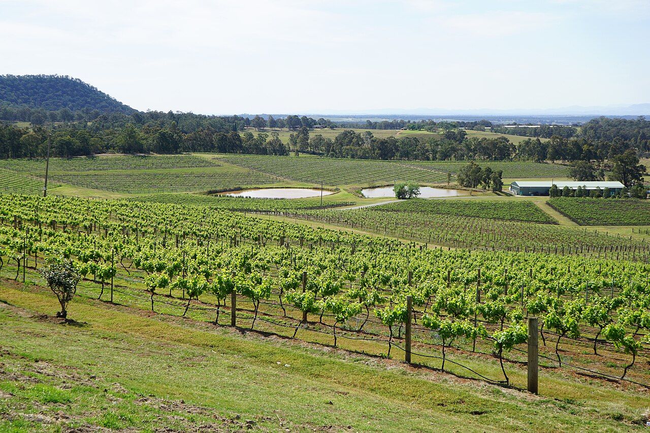 Vignes, Hunter Valley