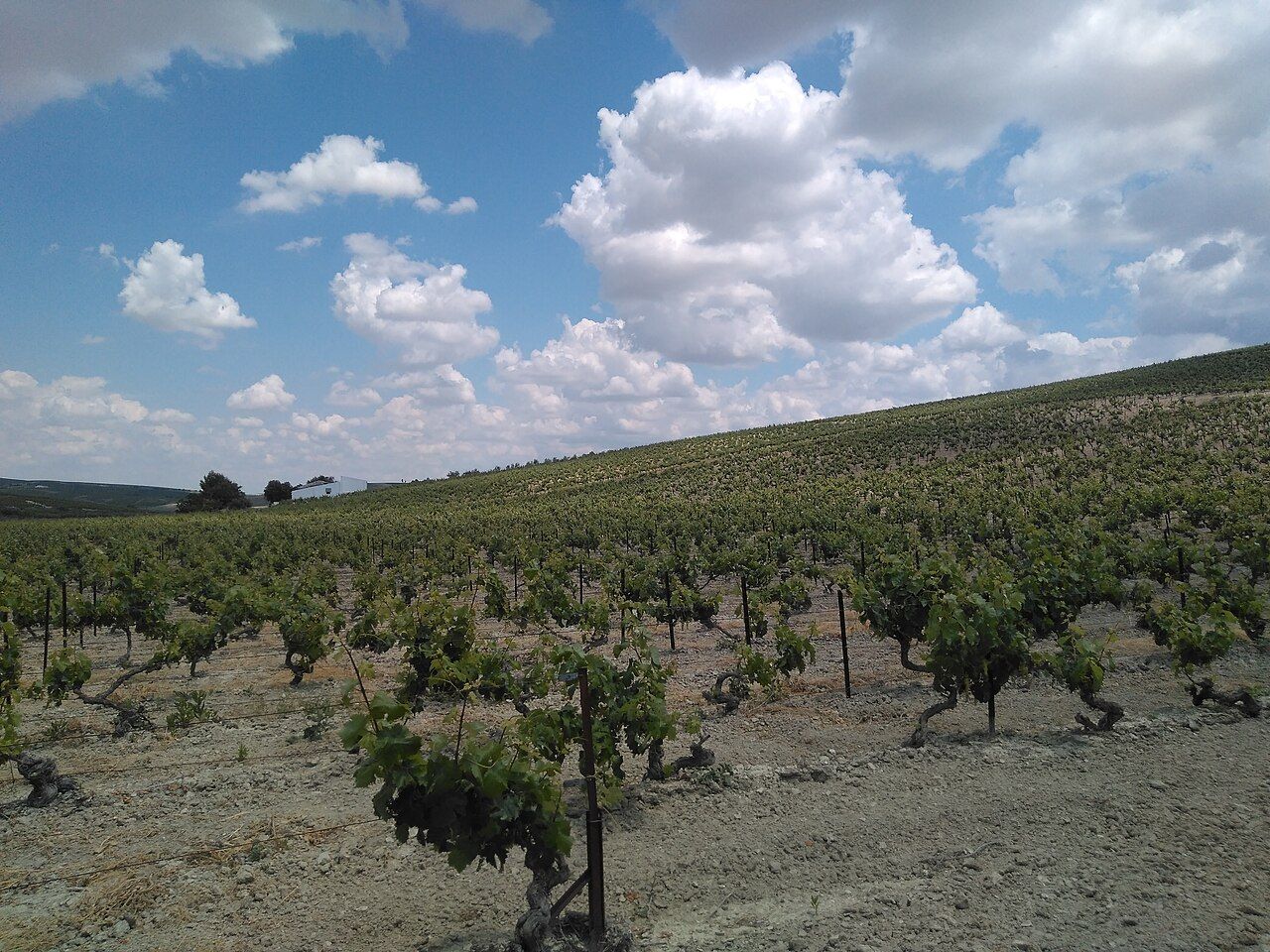 Vignes, Jerez (Xérès)