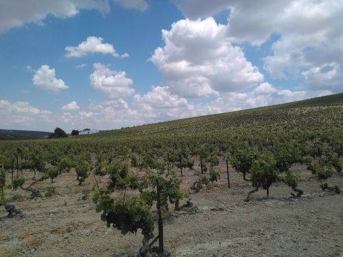 Vignes, Jerez (Xérès)