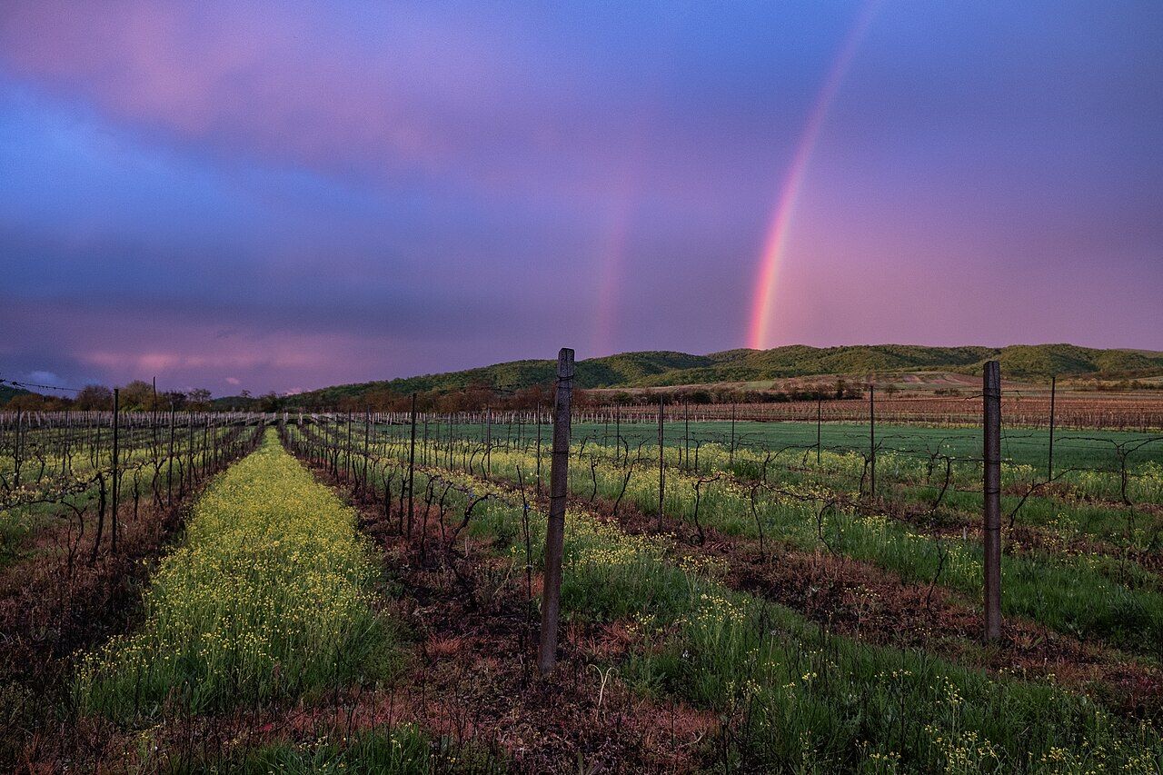 Vignes, Kakhétie