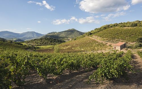 Vignes, Languedoc