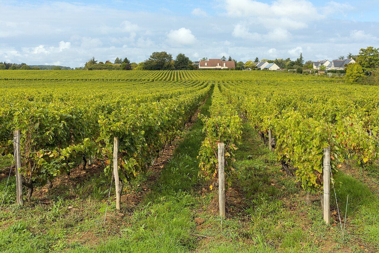 Vignes, Val de Loire (Touraine)