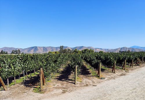 Vignes, Vallée du Maipo