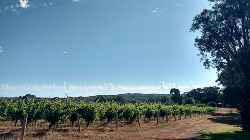 Vignes, Margaret River