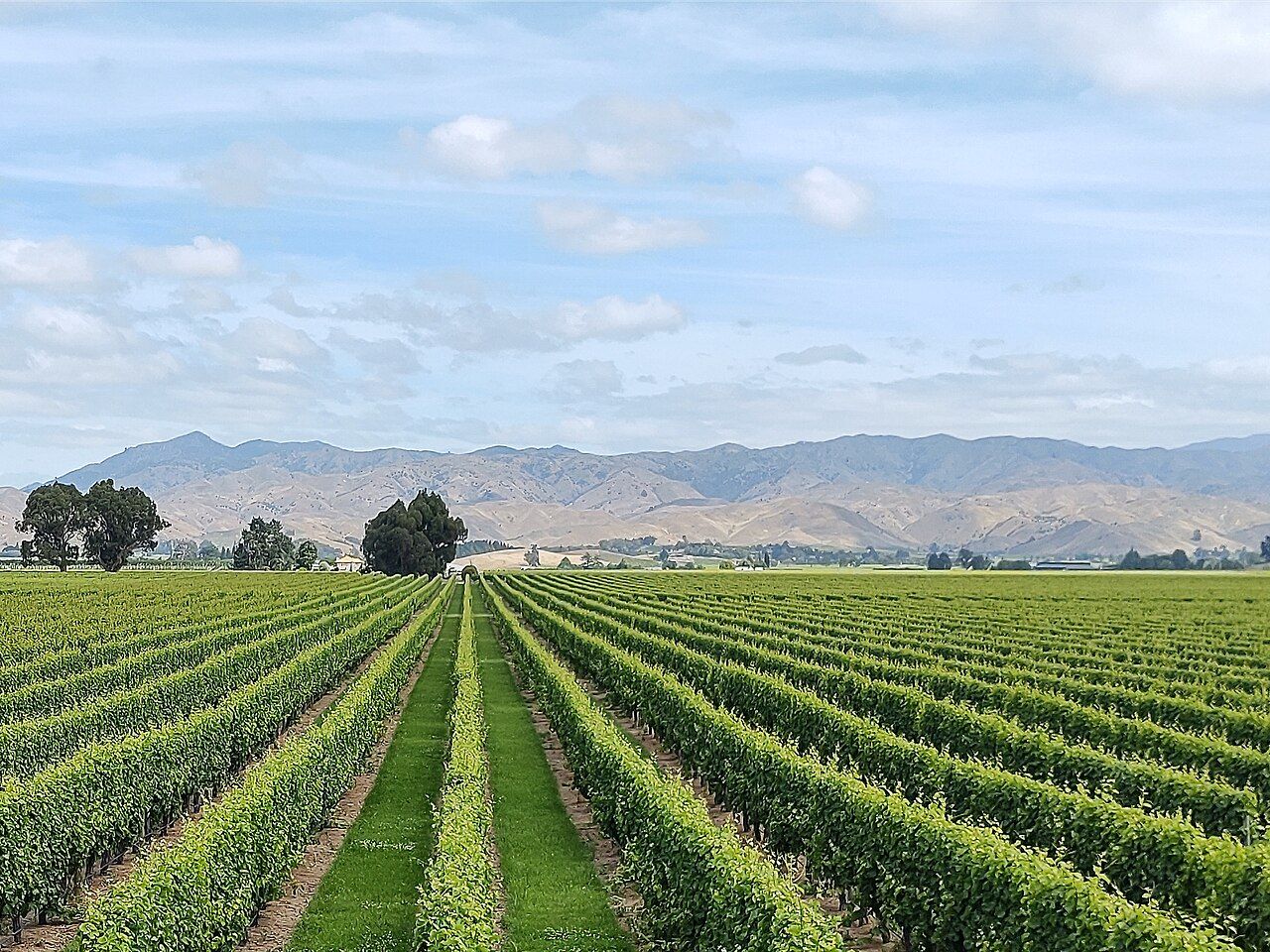 Vignes, Marlborough