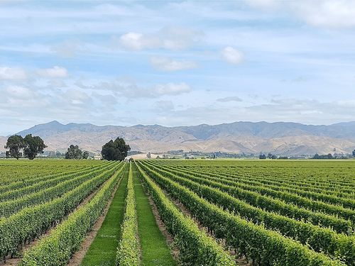 Vignes, Marlborough