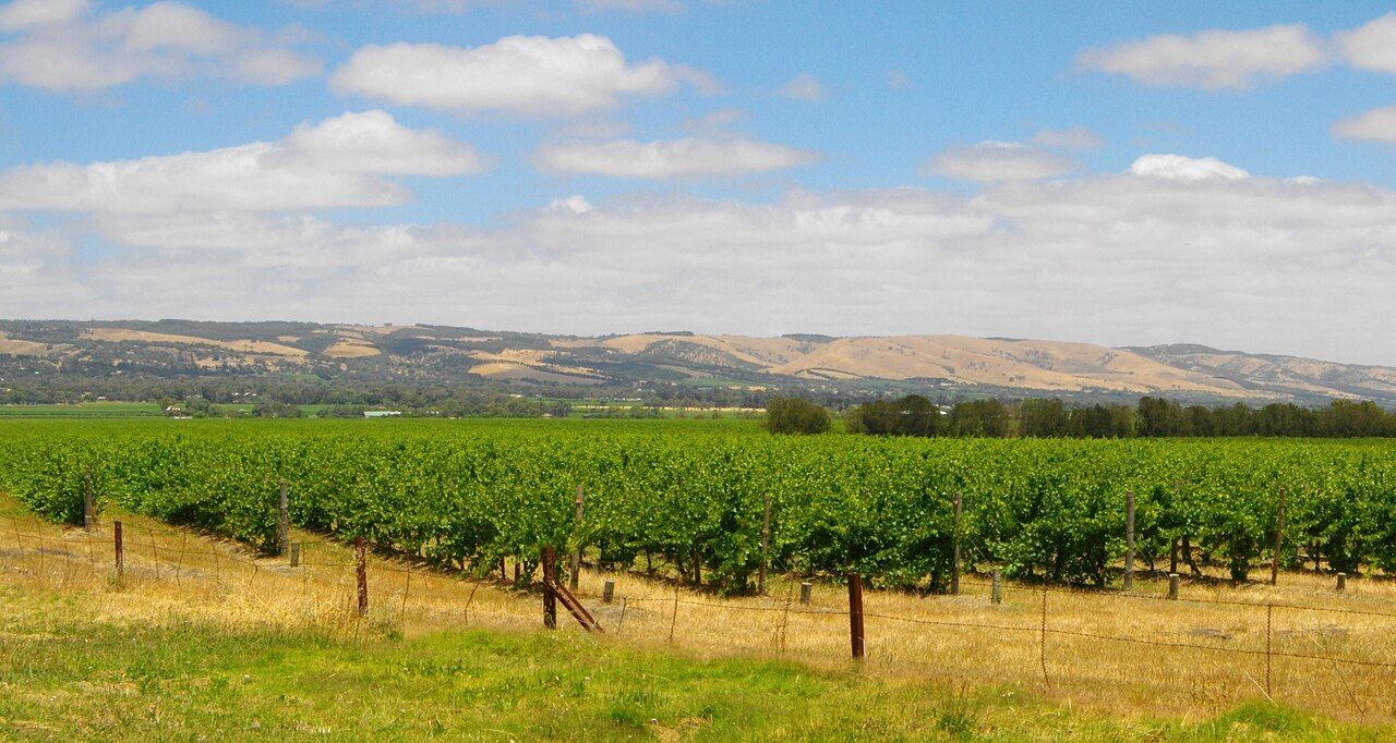 Vignes, McLaren Vale