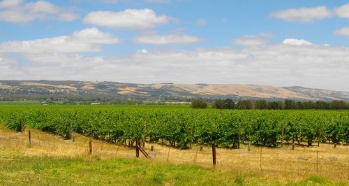 Vignes, McLaren Vale