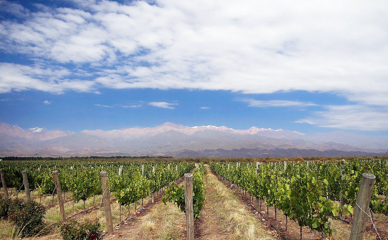 Vignes, Mendoza (Luján de Cuyo)